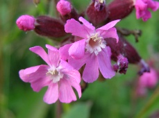 Red campion flowers
